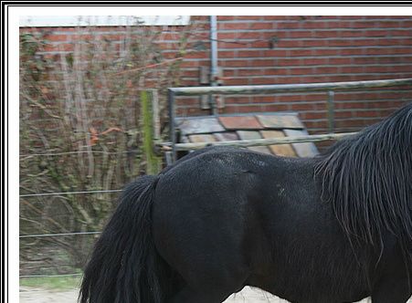 Amigo v.d. Garderenshof